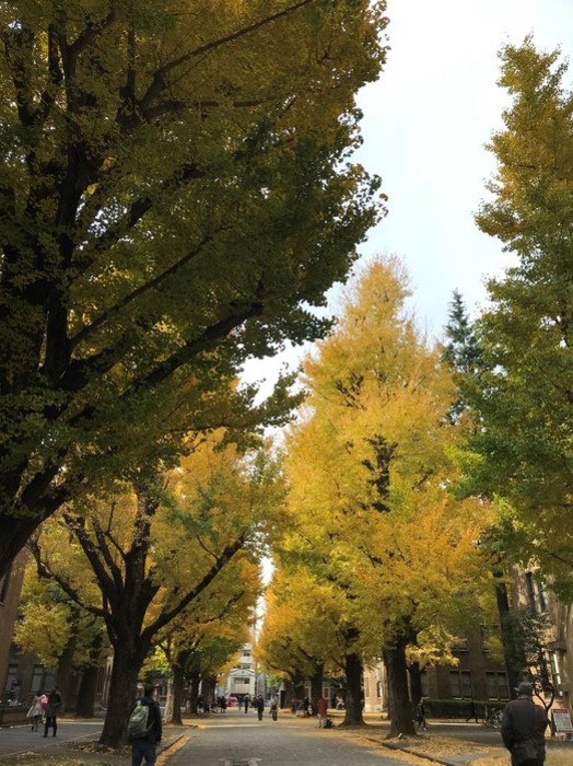 東京大学のいちょう並木です