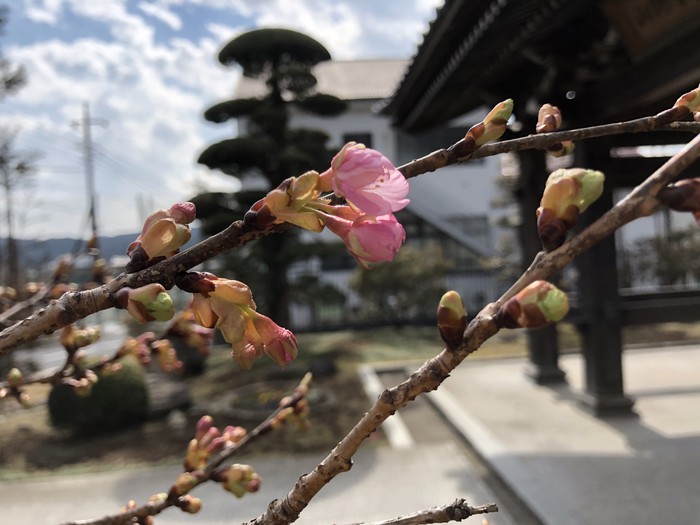 山門の河津桜