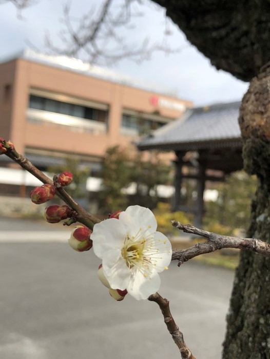 幼稚園にも春がやってきました