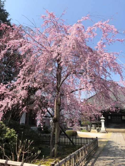 金剛寺の枝垂れ桜