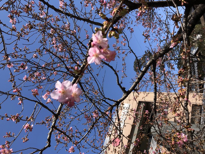 山門の河津桜が咲きました 