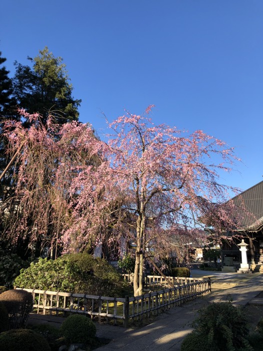 明日は桜の下で集合写真が撮れそう 