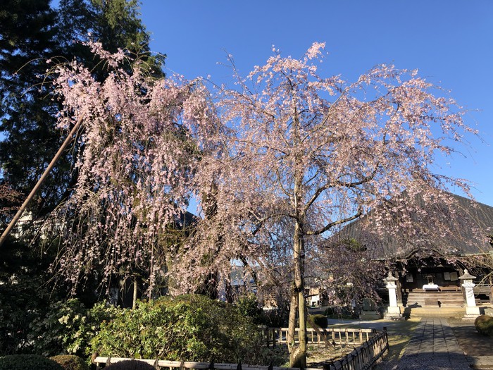 桜が散らずに待っててくれました 