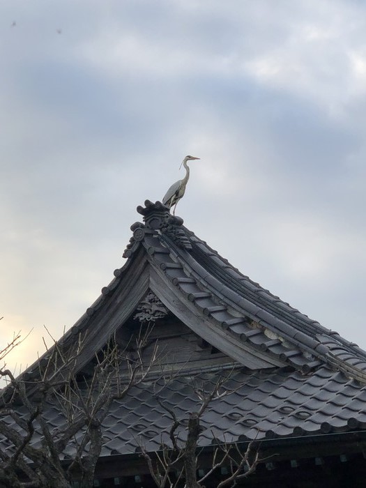 お寺の屋根にサギがいました