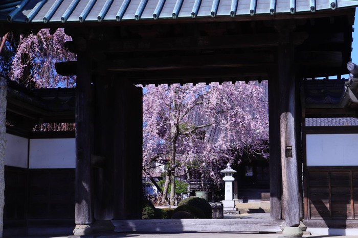 金剛寺枝垂れ桜は終わったけど鐘楼下の八重桜がきれいに咲いています 