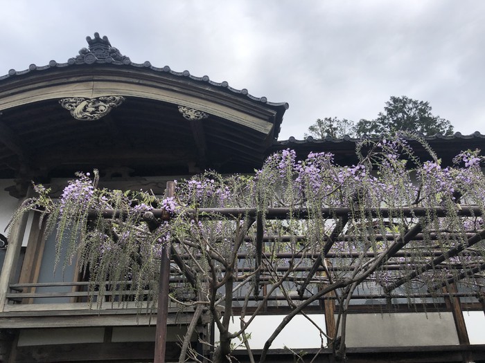 金剛寺の藤の花が咲き始めました！