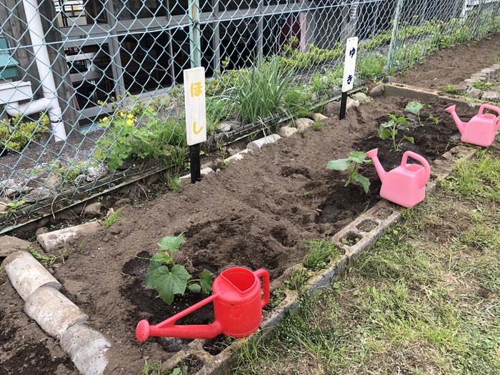 立派なきゅうりはお盆の集いで馬になります 