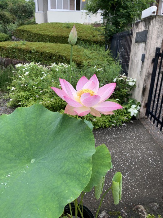 幼稚園のハスの花