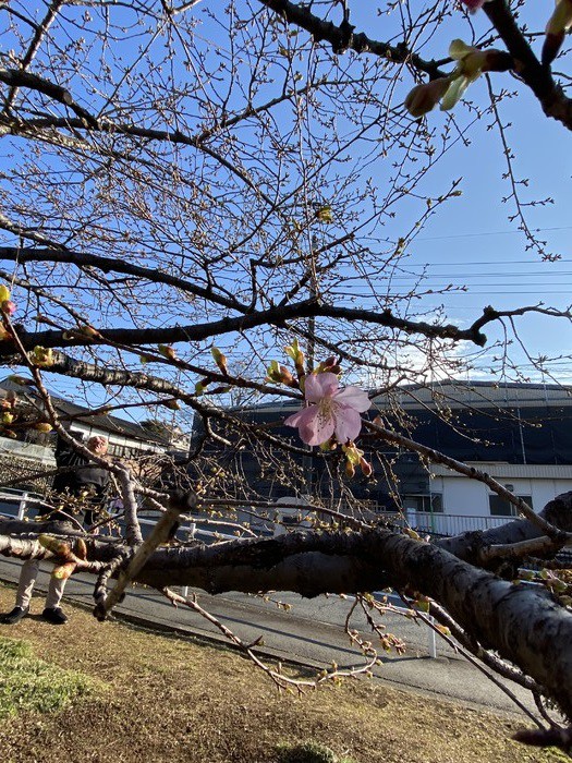 山門のところにある河津桜