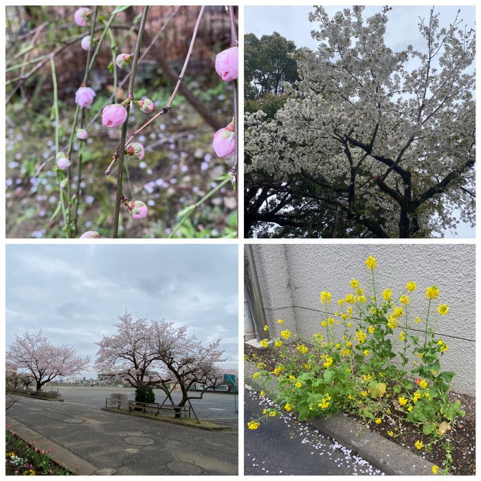 いろんな小学校に咲いていたいろんなお花 