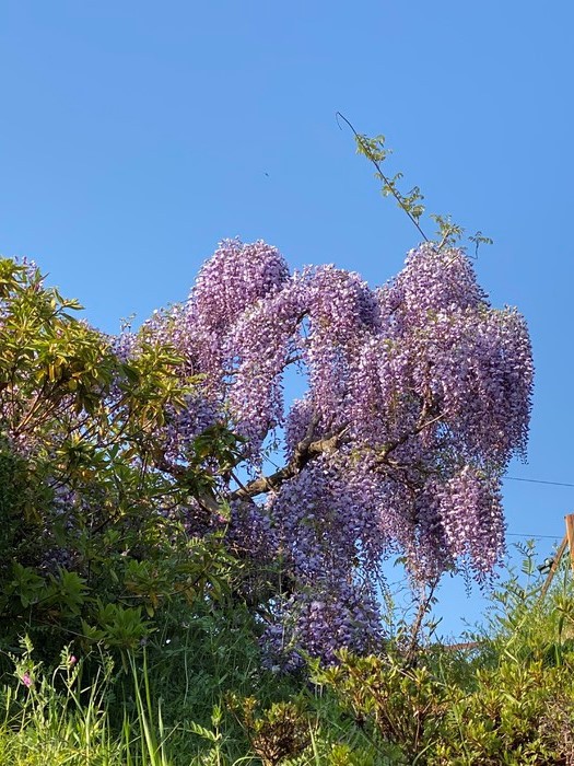 ホールの近くに艶やかに咲く藤の花です。