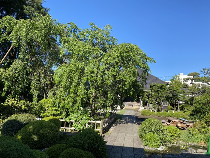 5月5日は立夏でした??境内の桜の木が緑に輝いてます?