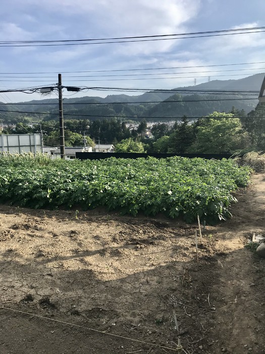 これはなにかな？茹でてバターをつけて食べると美味しいよ。