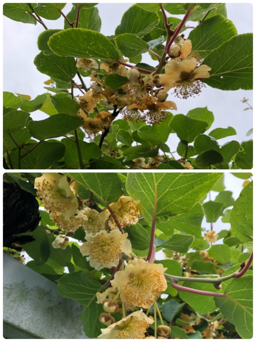 きれいな花がたくさん咲いていました！