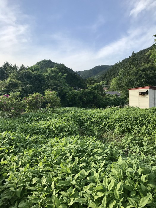 今日はお山が綺麗です。