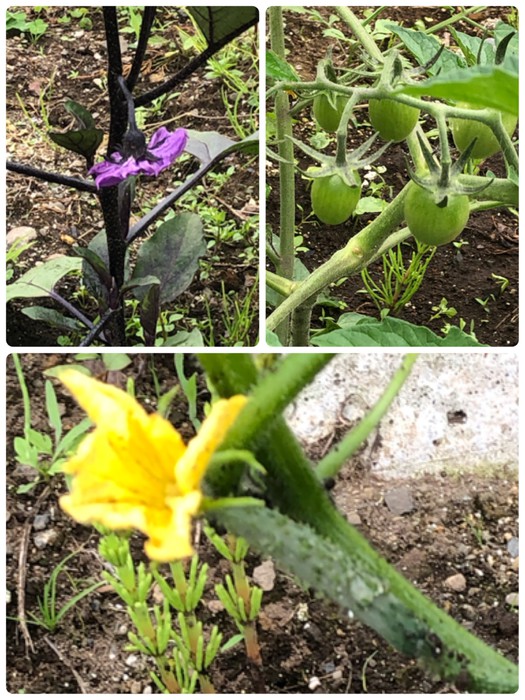 美味しい野菜になーれ   