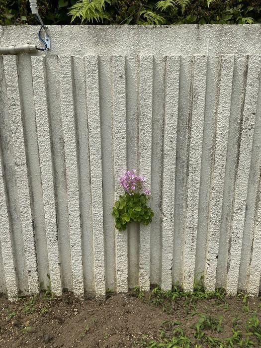 すごい！壁からお花が！！園庭だよ！みんなも見つけてみてね。