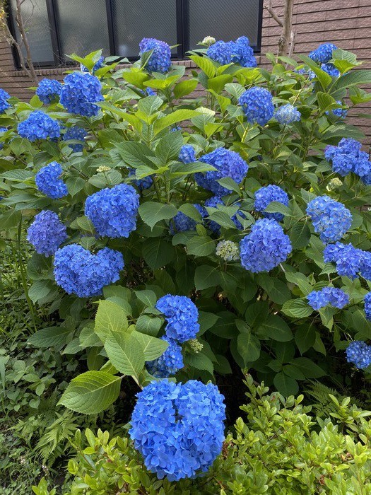 ひと雨ごとに鮮やかに！ホールの裏の紫陽花です