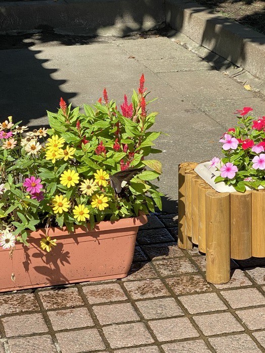 正門のお花にアゲハチョウがいました 可憐な小さな命です