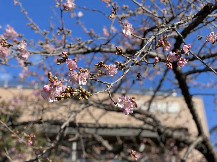 山門の河津桜も美しい