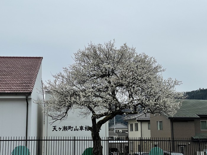 外園庭の梅の木