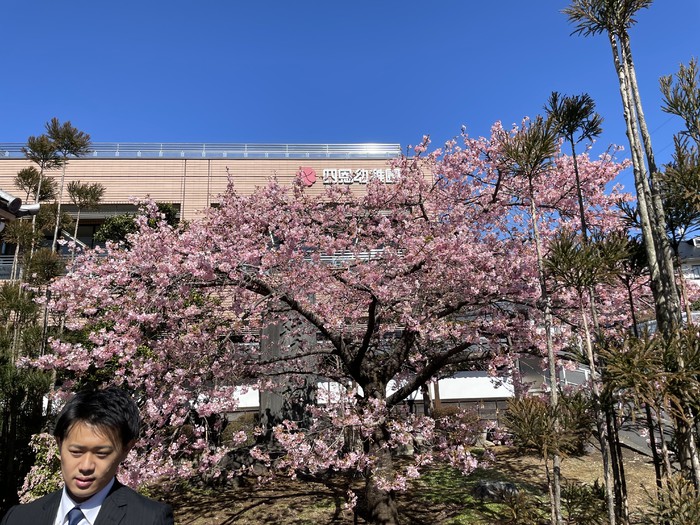 山門の河津桜を撮っていたら柊ニ先生が写り込んでいました。柊ニ先生ファンの皆様にお届けしますww