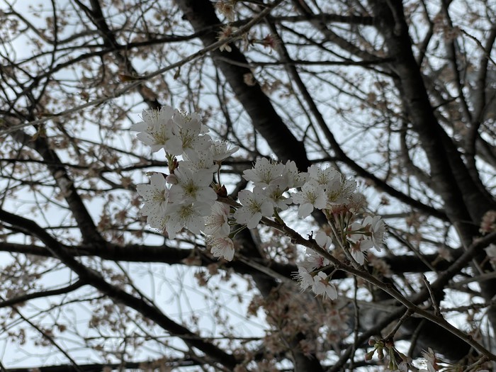 裏園庭の桜は見頃が過ぎてしまいました。境内の桜も美しく咲いています。