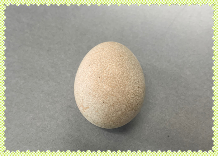 岡崎アロウカナの卵　　白っぽい色が特徴です。